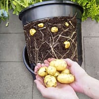 potatishink - odla potatis i hink