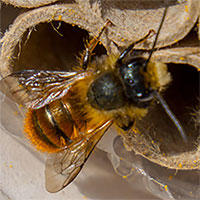 Bihotell Bee Barrel tunna för solitärbin