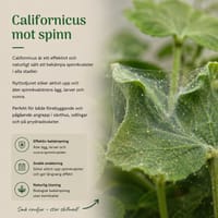 Californicus mot spinn