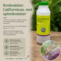 Nyttodjur, Californicus-rovkvalster, mot spinn