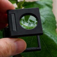 Svart lupp förstoringsglas