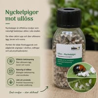 Nyckelpigor mot ullöss