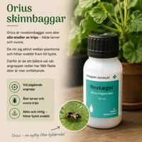 Vuxen Orius skinnbagge