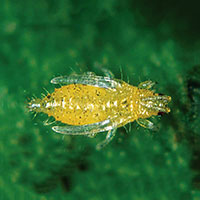 Nematoder mot blomstertrips mm