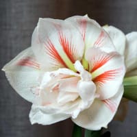 Amaryllis 'Nymph'.