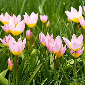 Syrentulpan Tulipa Bakari 'Lilac Wonder'