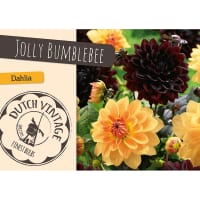 Dahlia 'Jolly Bumblebee' mix