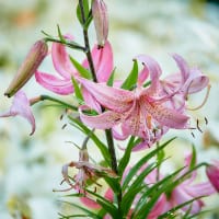 Krollilja 'Pink Morning'