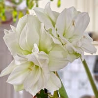 Amaryllis 'White Nymph'