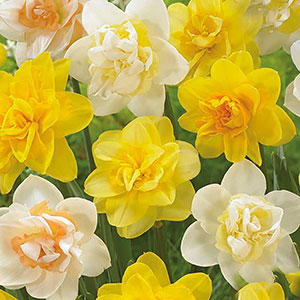 Narcissmix med dubbla blommor