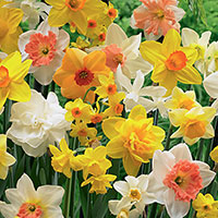 Narcissus 'Scented mix'