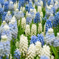 Pärlhyacinter - mix, ekologisk