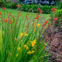 Rötter till Montbretia mix