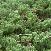 Amerikansk kryp-en 'Prince of Wales'