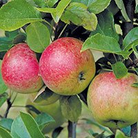 Äpple av sorten 'Amorosa'