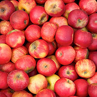 Äpple av sorten 'Röd Gravensteiner'