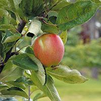 Äpple 'Åkerö', miniträd