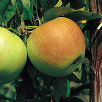 Äpple 'James Grieve', miniträd