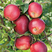 Äpple 'Summerred', miniträd