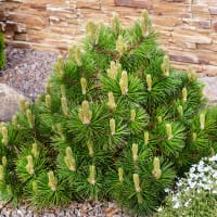 Bergtall, 20-25 cm co 1-pack