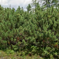 Bergtall, 20-25 cm co 1-pack