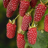 Björnbärshallon 'Tayberry' Rubus 