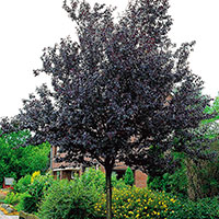 Blodplommon, Prunus cerasifera 'Nigra'