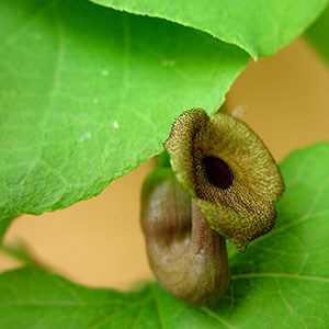 Pipranka Aristolochia macrophylla