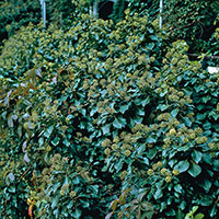 Buskmurgröna,  Hedera helix Arborescens