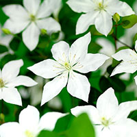 Klematis 'SoMany® White Flowers' 