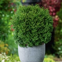 Dvärgtuja 'Tiny Tim' i kruka