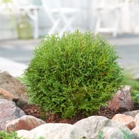 Dvärgtuja 'Tiny Tim' i kruka