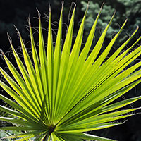 Europeisk dvärgpalm, Chamaerops humilis