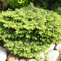 Fågelbogran 'Nidiformis'