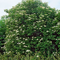 Närbild på fläderblomma