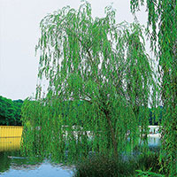 Fontänpil, Salix pendulina 'Elegantissima'