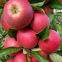 Äpple miniträd 'Agnes' B9