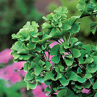 Ginko biloba (Tempelträd)