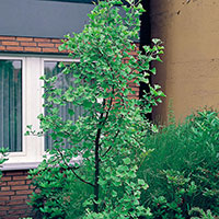 Ginko biloba (Tempelträd)