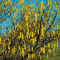 Hassel, Corylus avellana