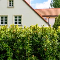 Hybrididegran 'Hillii'