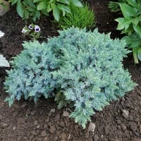 Himalaya-en 'Blue Star'