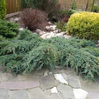 Himalaya-en 'Blue Carpet'