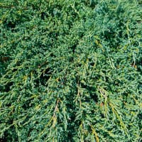 Himalaya-en 'Blue Carpet'