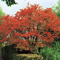 Bukettapel var. Sargentii,  Malus toringo var sargentii  