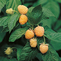 Hösthallon 'Allgold' Rubus idaeus