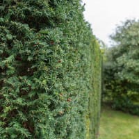 Hybrididegran 'Hicksii'