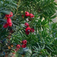 Hybrididegran 'Hicksii'