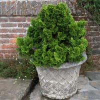 Japansk ädelcypress 'Nana Gracilis'
