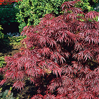 Japansk blodfliklönn 'Garnet',  Acer palmatum Garnet (diss. Garnet)